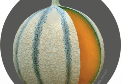 Melon de Cavaillon